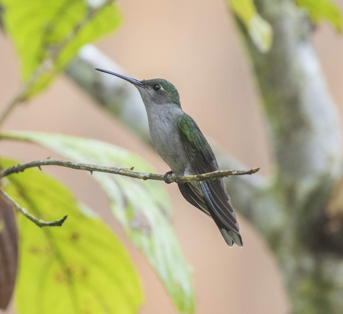 Colibrí Pechigrís - ML102191831