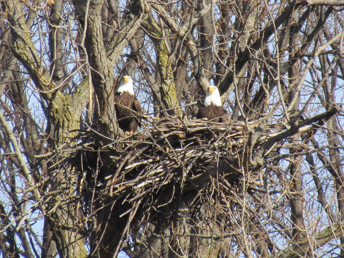 Bald Eagle - ML102192211
