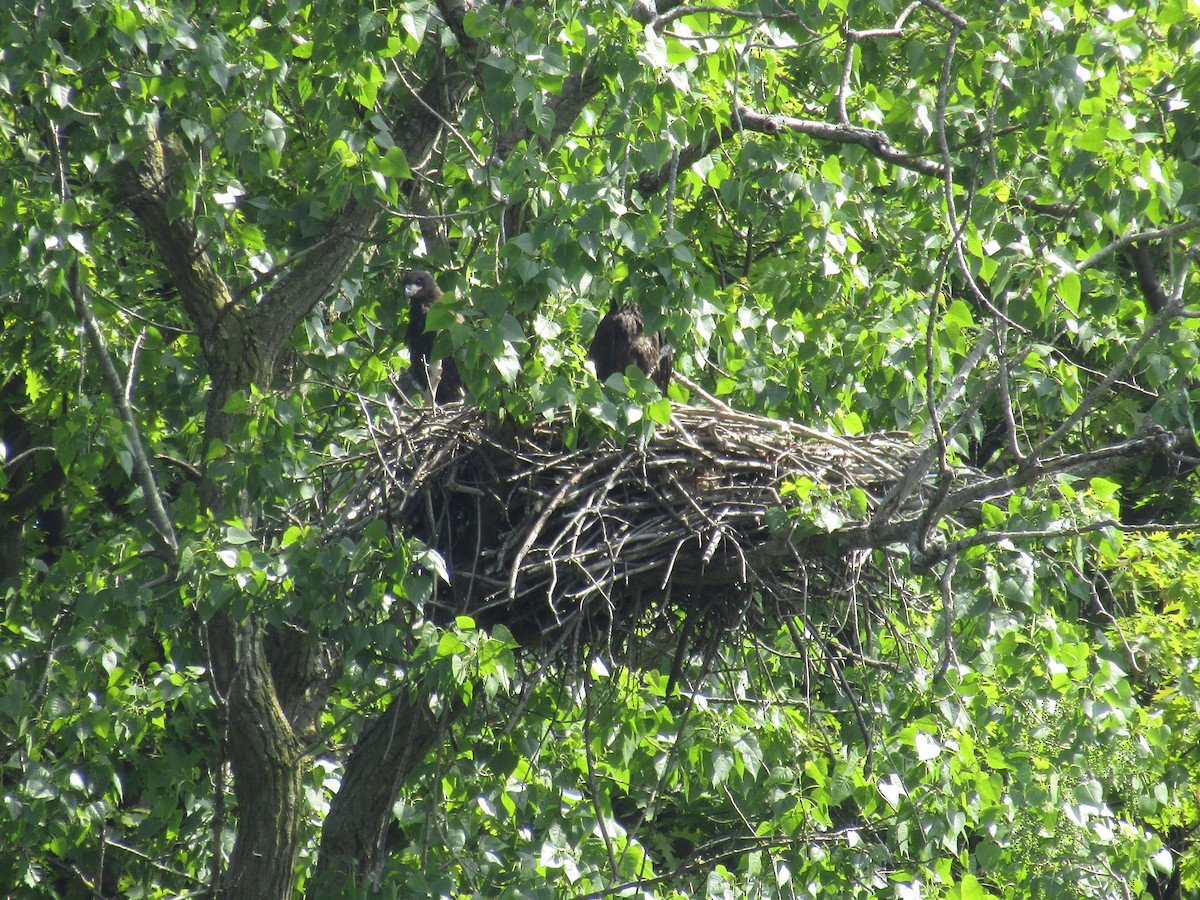 Bald Eagle - ML102192361