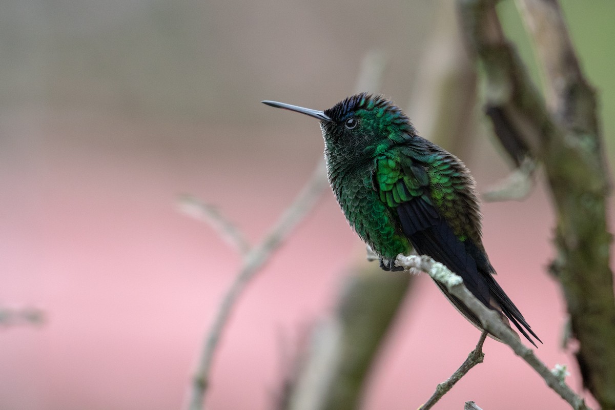 Indigo-capped Hummingbird - ML102192381