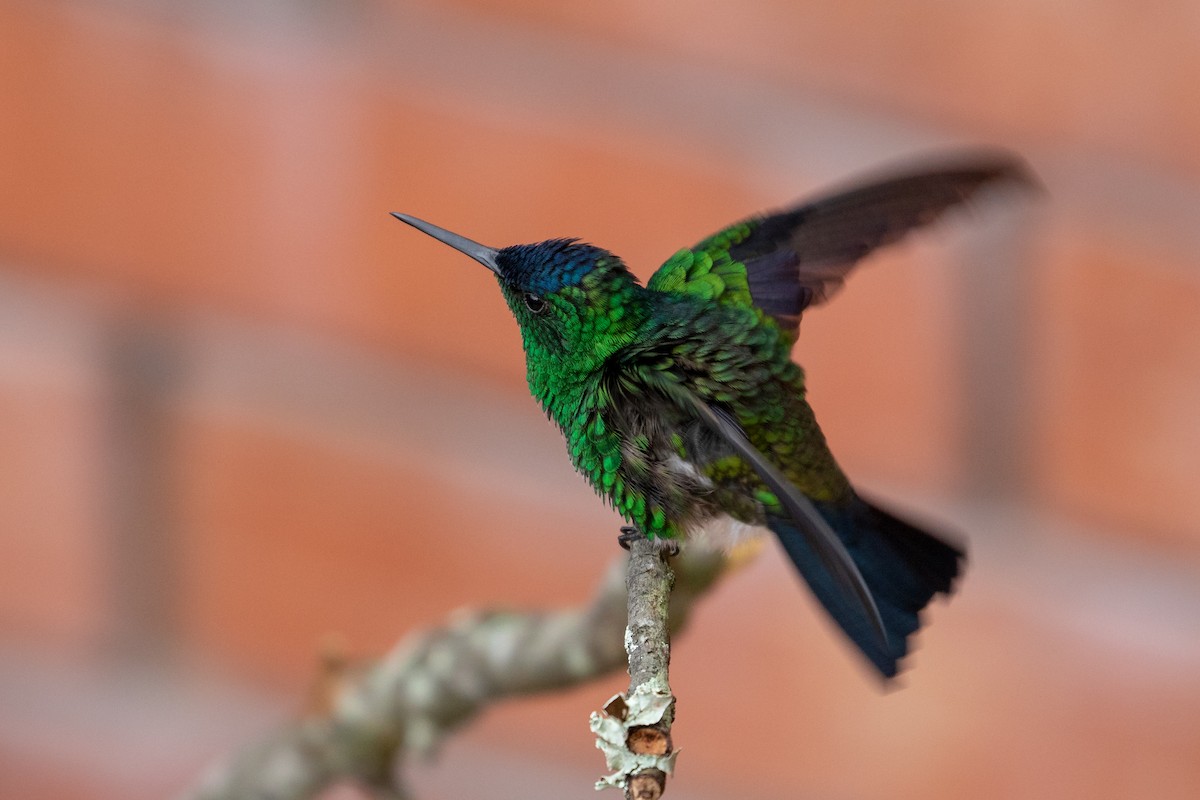 Indigo-capped Hummingbird - ML102192391