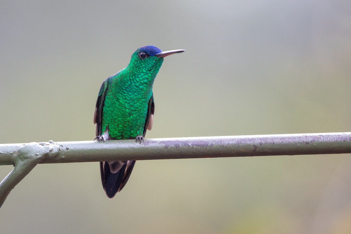 Indigo-capped Hummingbird - ML102192421