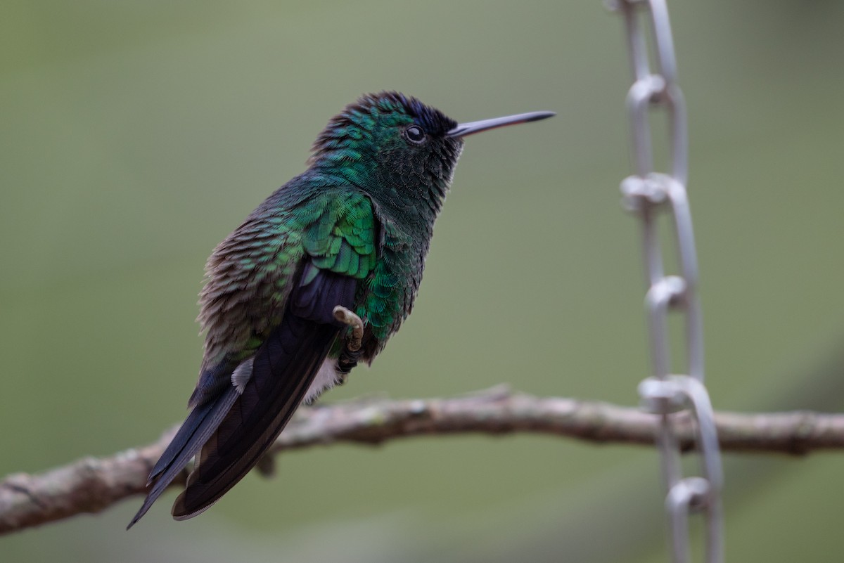 Indigo-capped Hummingbird - ML102192431