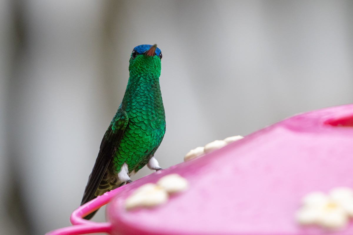 Indigo-capped Hummingbird - ML102192461