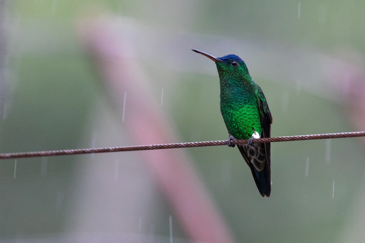 Indigo-capped Hummingbird - ML102192481