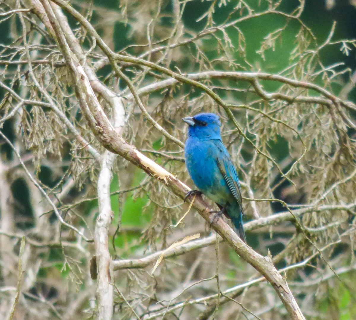 Indigo Bunting - ML102193101