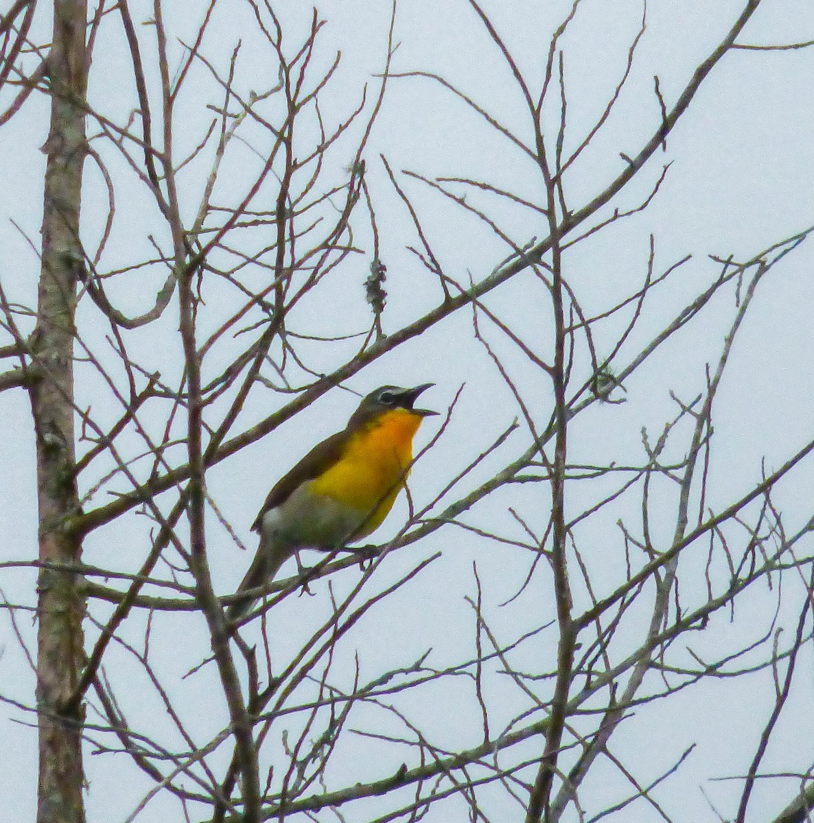 Yellow-breasted Chat - ML102193141