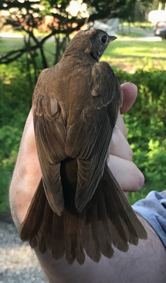 Bicknell's Thrush - Colette Buchanan