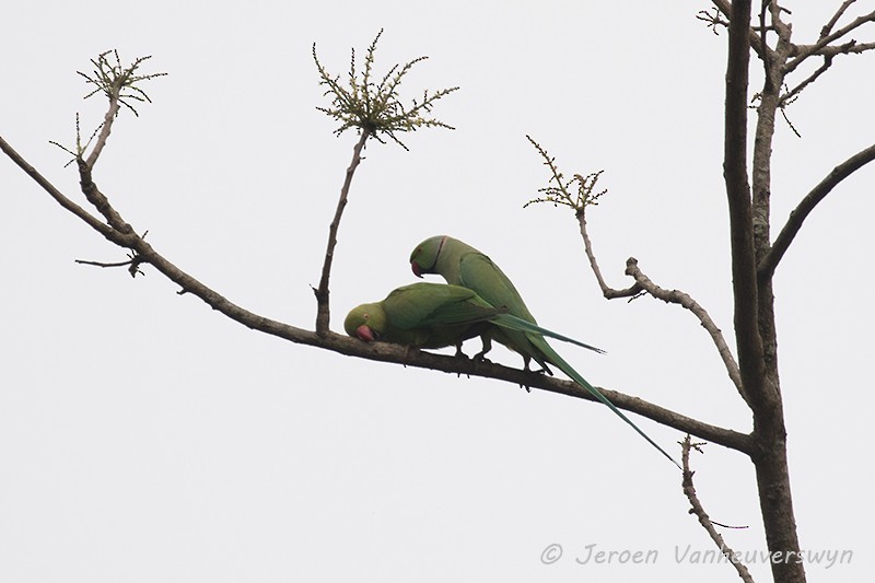 Rose-ringed Parakeet - ML102194391