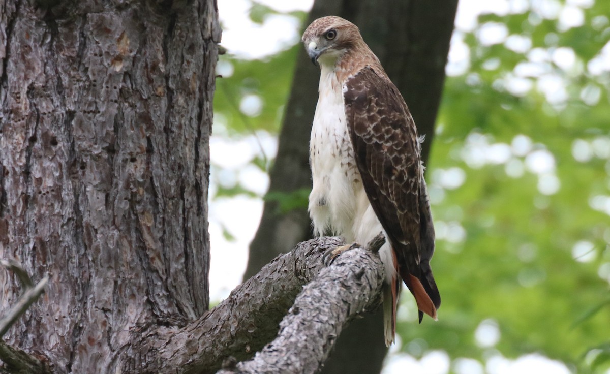 Rotschwanzbussard - ML102195441