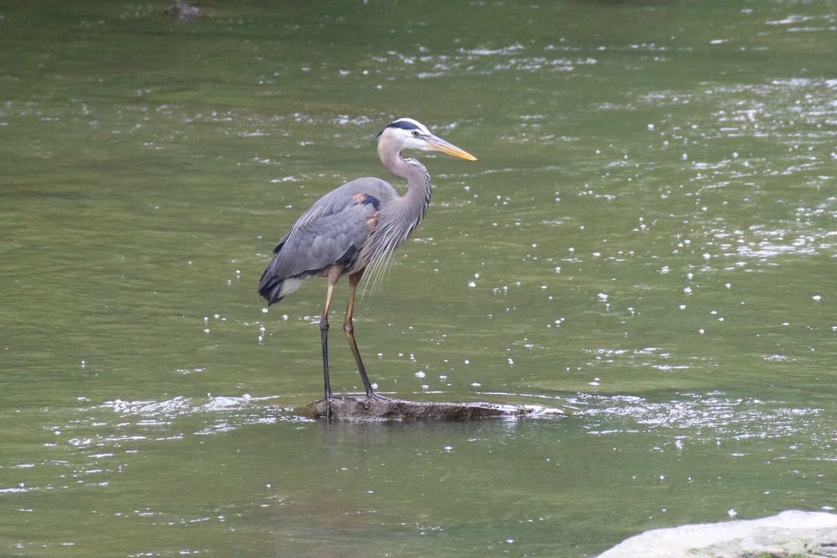 Great Blue Heron - ML102195681