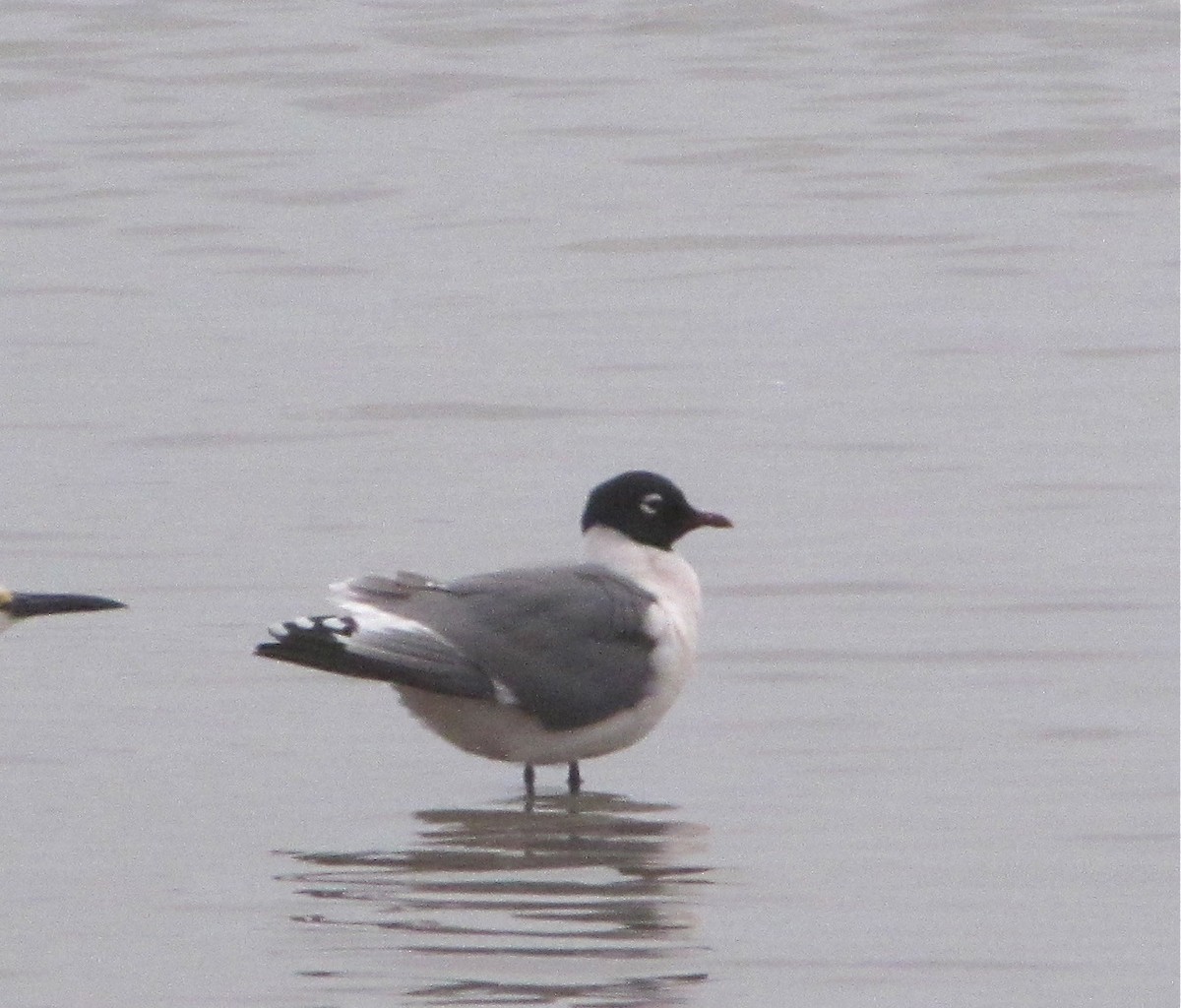 Franklin's Gull - ML102196591