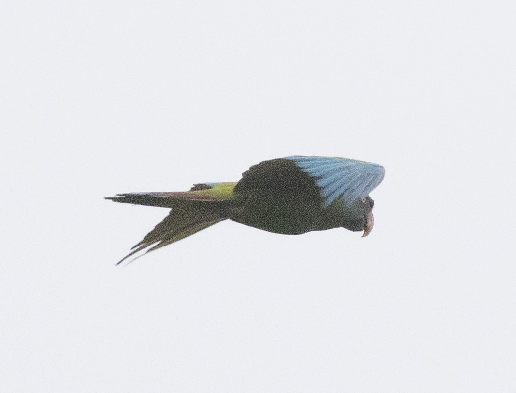 Blue-headed Macaw - Mouser Williams