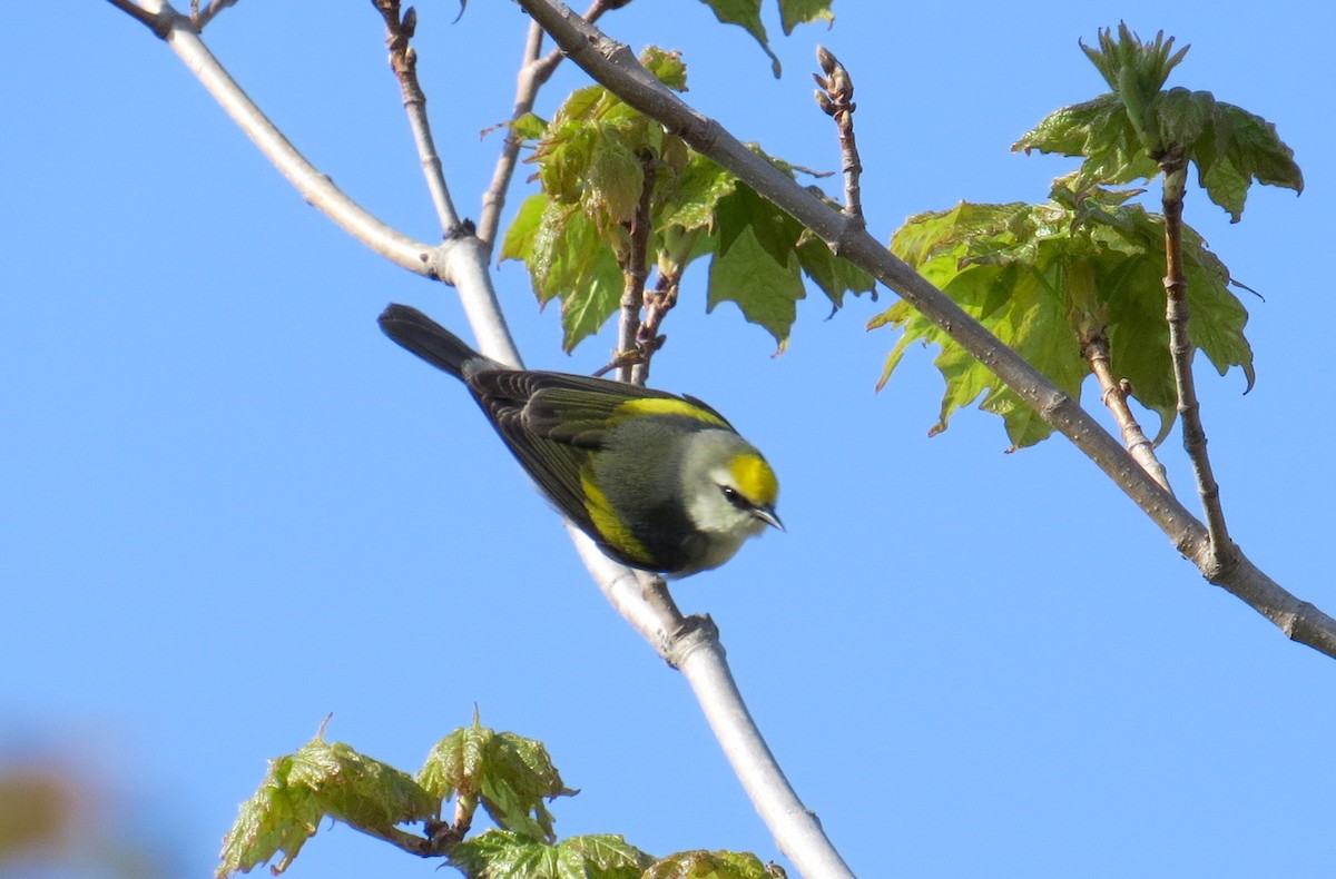 gullvingeparula x blåvingeparula (F1 hybrid) - ML102197041