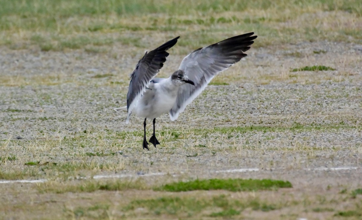 Laughing Gull - Roger and Kathryn Frieden