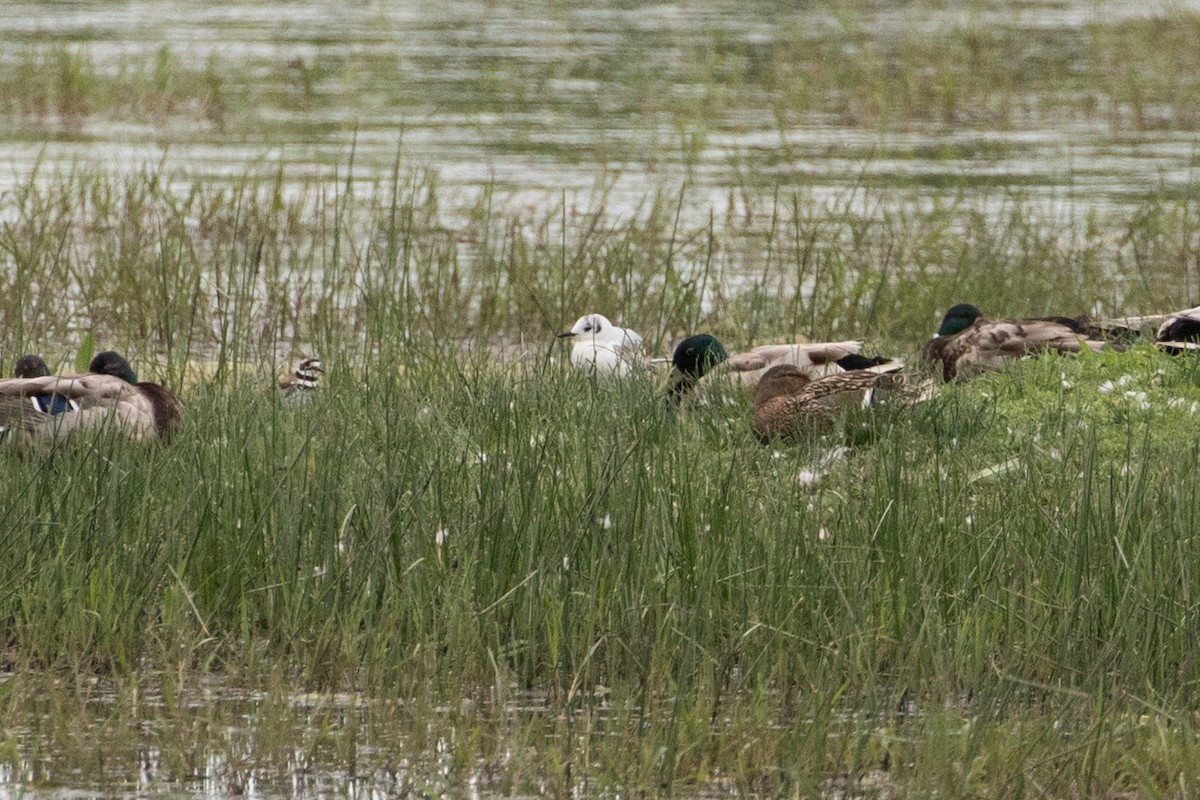 Bonaparte's Gull - ML102197341