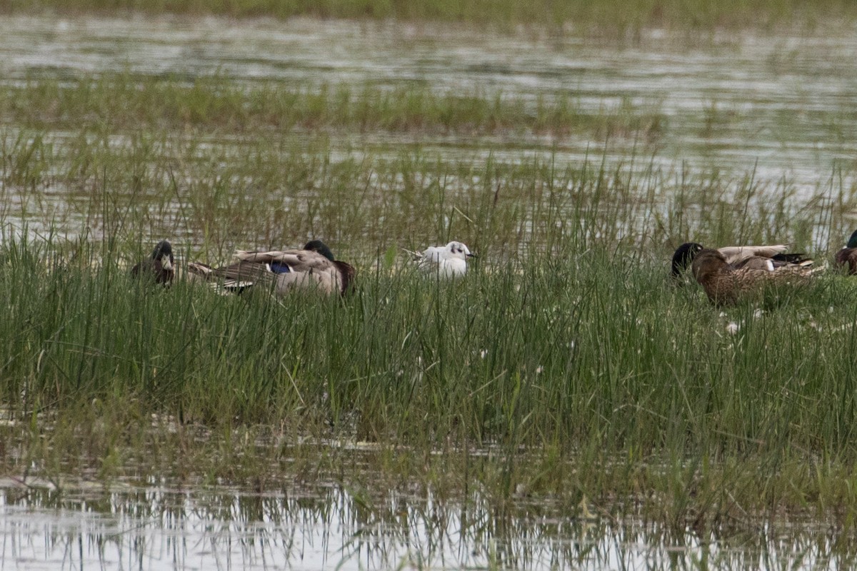 Bonaparte's Gull - ML102197381