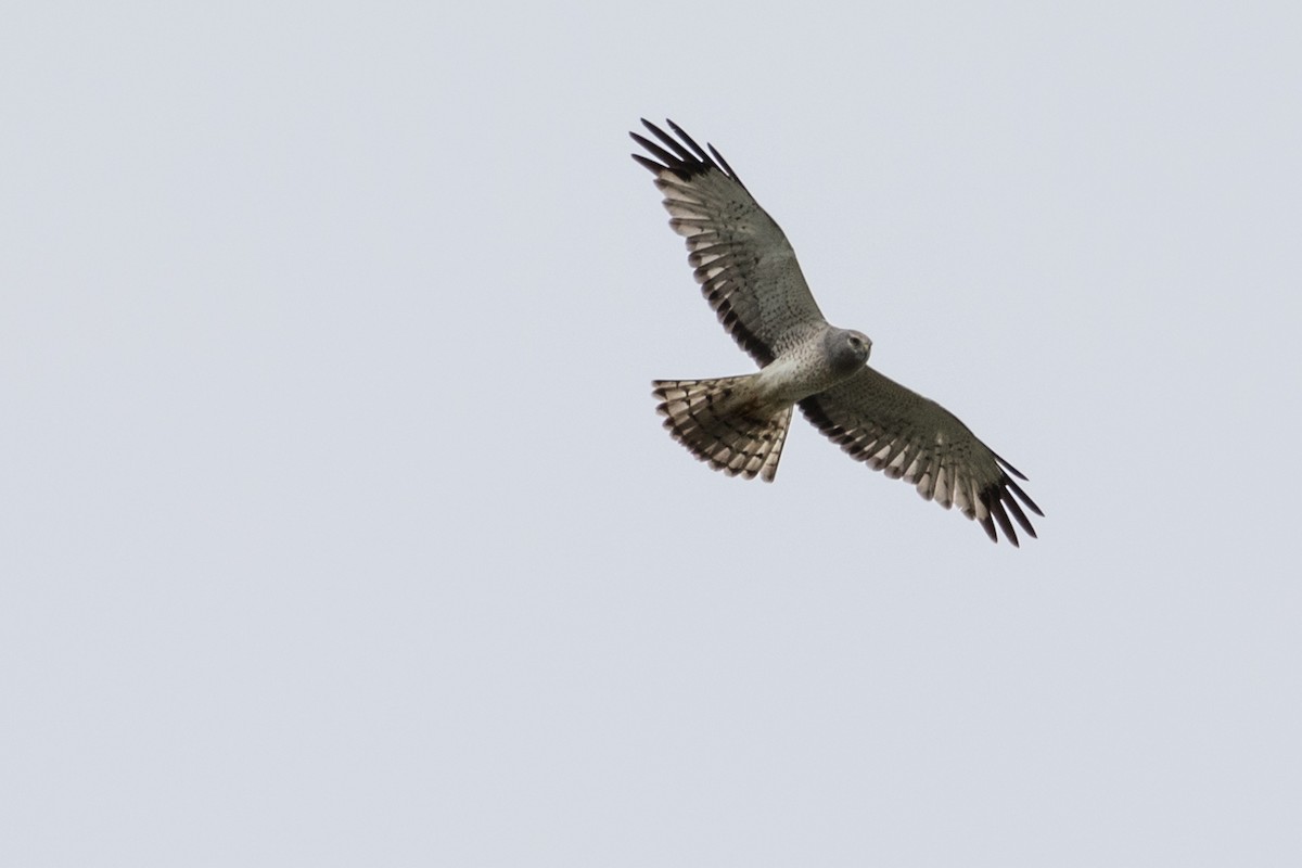 Northern Harrier - Robert Lockett