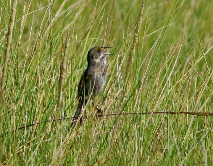 Seaside Sparrow - ML102200011