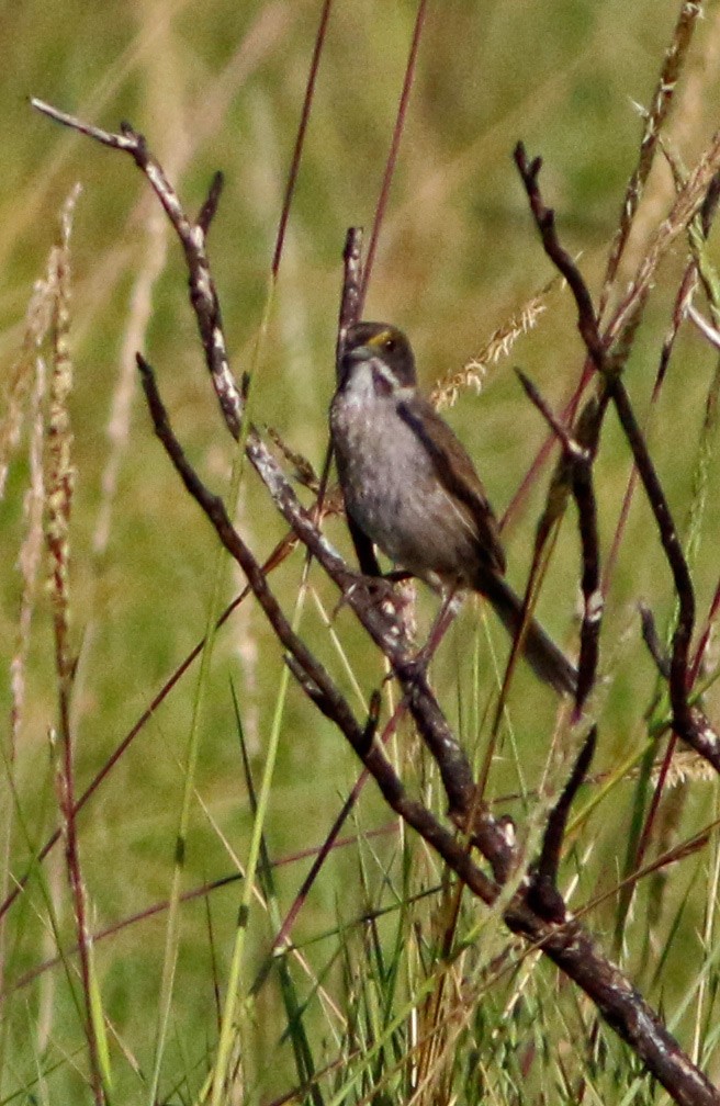 Seaside Sparrow - ML102200021