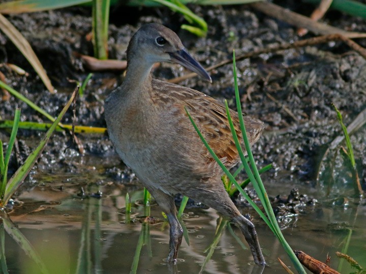 Clapper Rail (Gulf Coast) - ML102200081