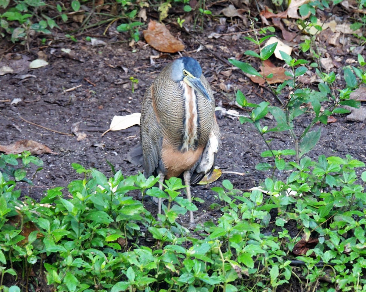 Bare-throated Tiger-Heron - ML102200271