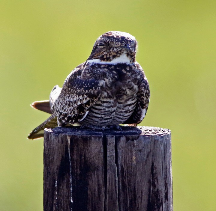 Common Nighthawk - ML102200461