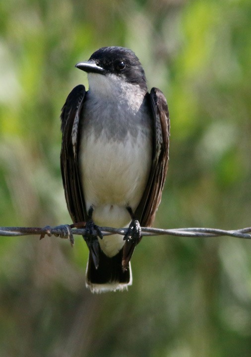 Eastern Kingbird - ML102200471