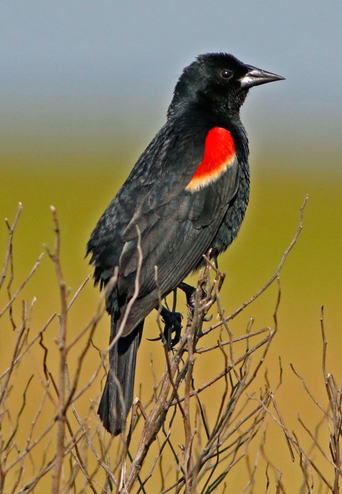 Red-winged Blackbird - ML102201031