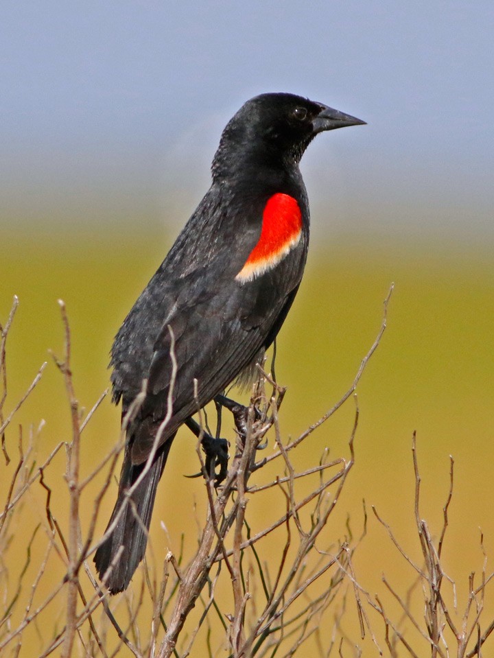 Red-winged Blackbird - Kris Petersen