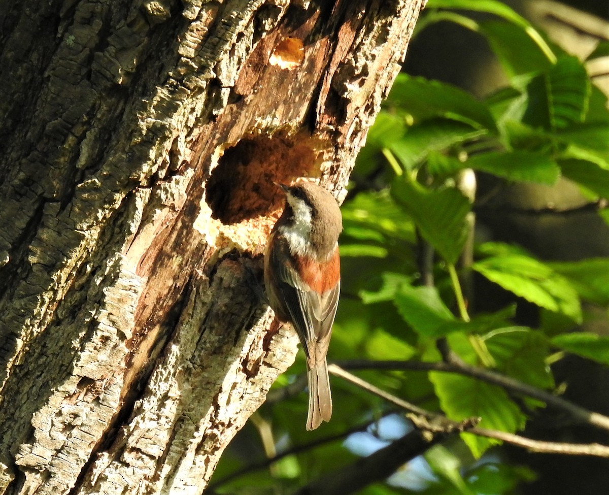 Chestnut-backed Chickadee - ML102201251