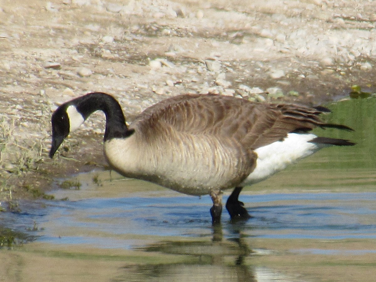 Canada Goose - Ed Dunn