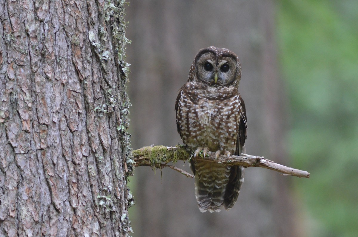 Spotted Owl (Northern) - Ben Phalan