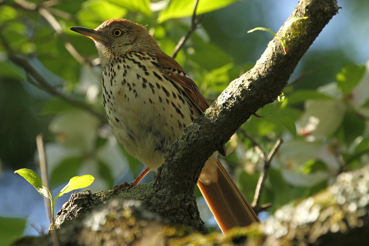 Brown Thrasher - ML102202841