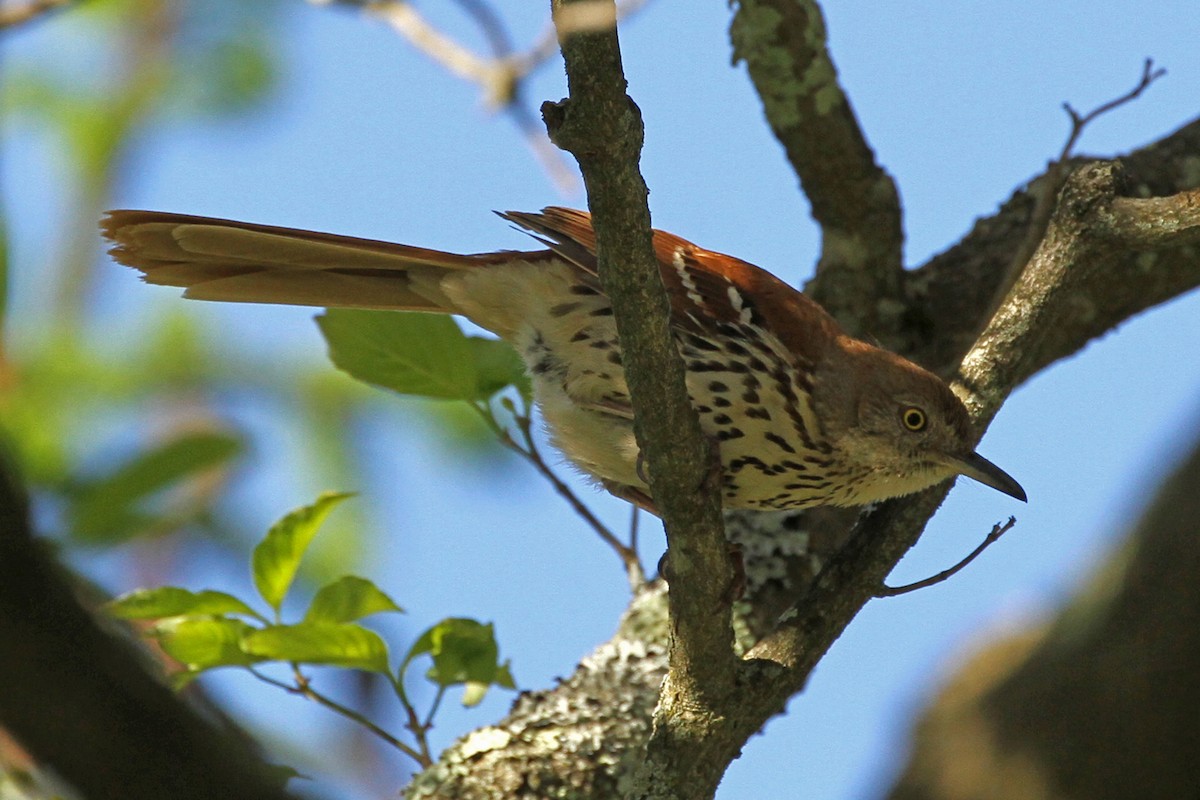 Brown Thrasher - ML102202871