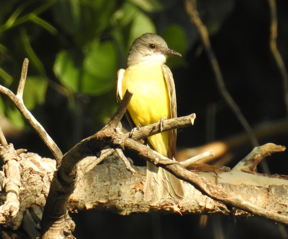 Tropical Kingbird - ML102202961