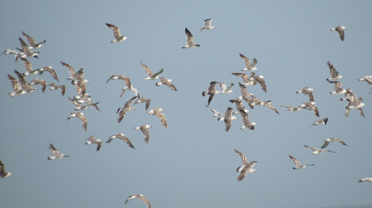 Gaviota Sombría - ML102204421