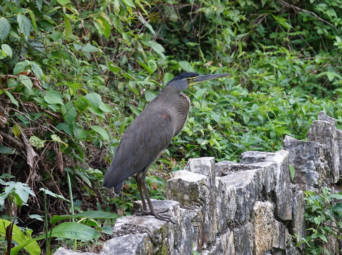 Bare-throated Tiger-Heron - ML102204861