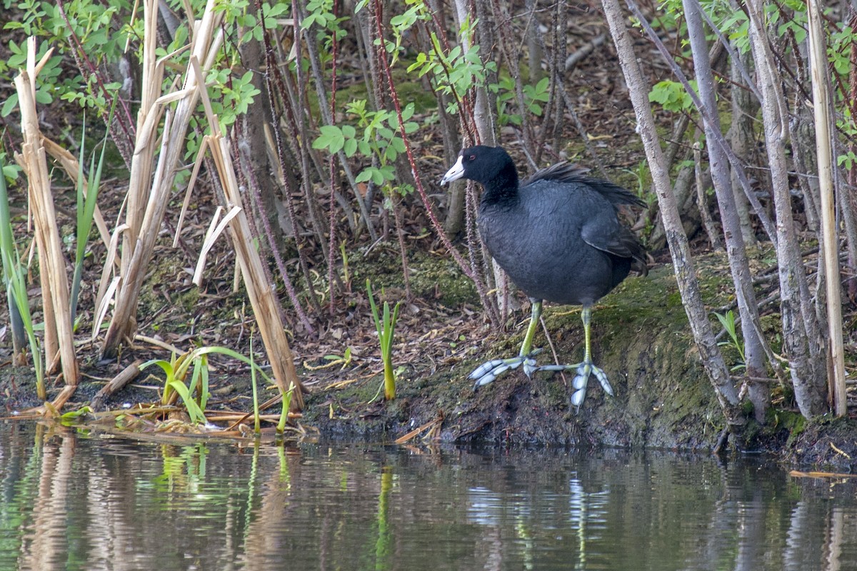 American Coot - ML102205021