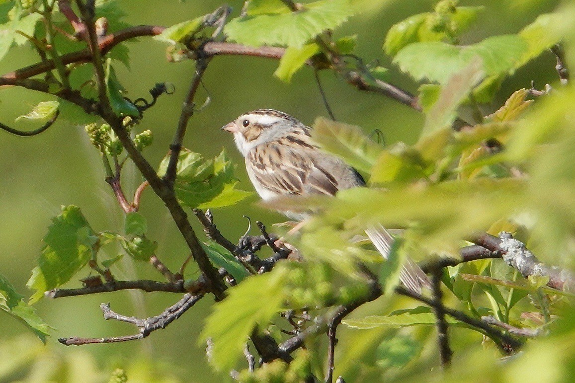 Clay-colored Sparrow - ML102205831
