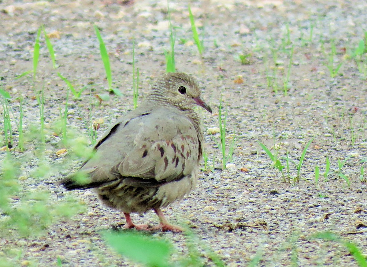 Common Ground Dove - ML102206931