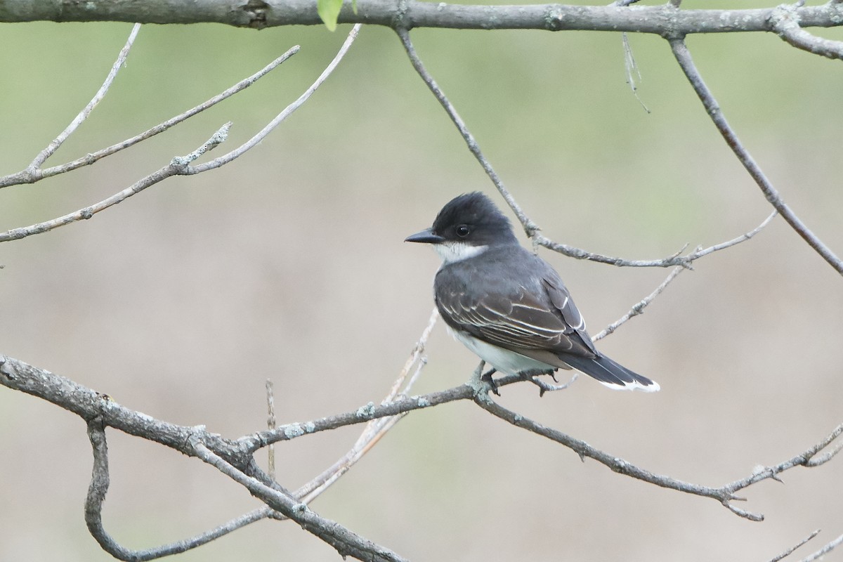 Eastern Kingbird - ML102208201