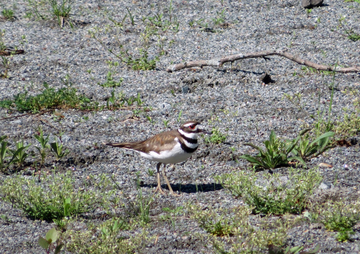 Killdeer - ML102208831