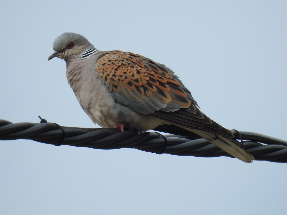 European Turtle-Dove - Rafael Hermosilla Ortega
