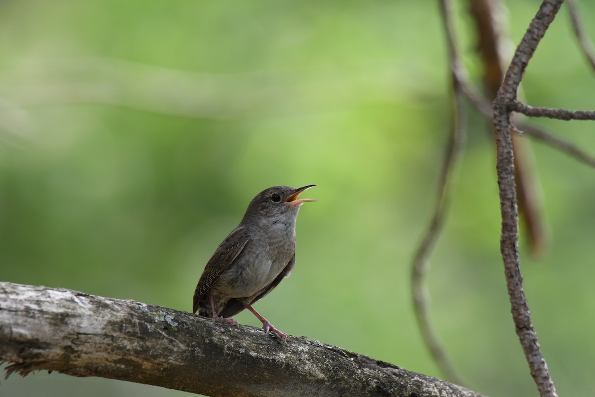 House Wren - ML102209901