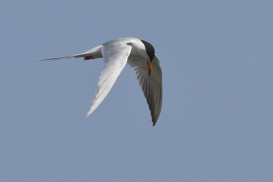 Forster's Tern - ML102212041