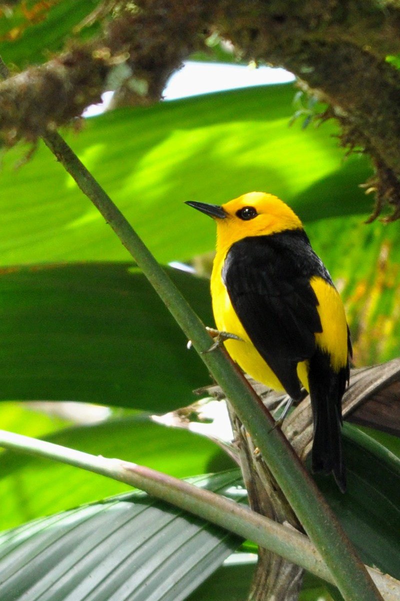 Black-and-yellow Tanager - ML102212161