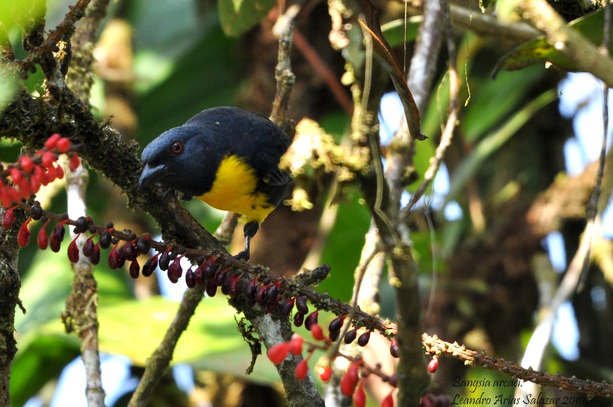 Blue-and-gold Tanager - ML102212211