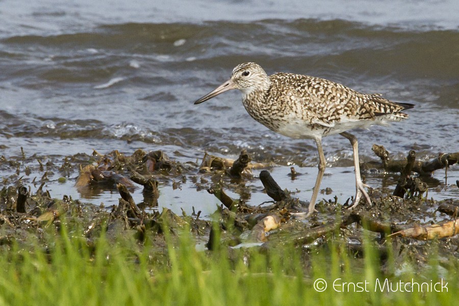 Willet - ML102212261