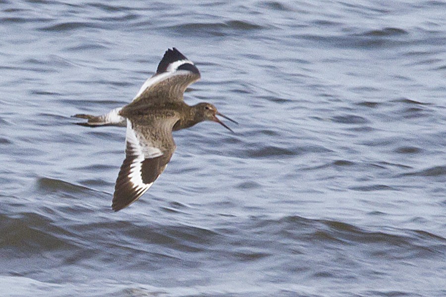 Willet - ML102212291